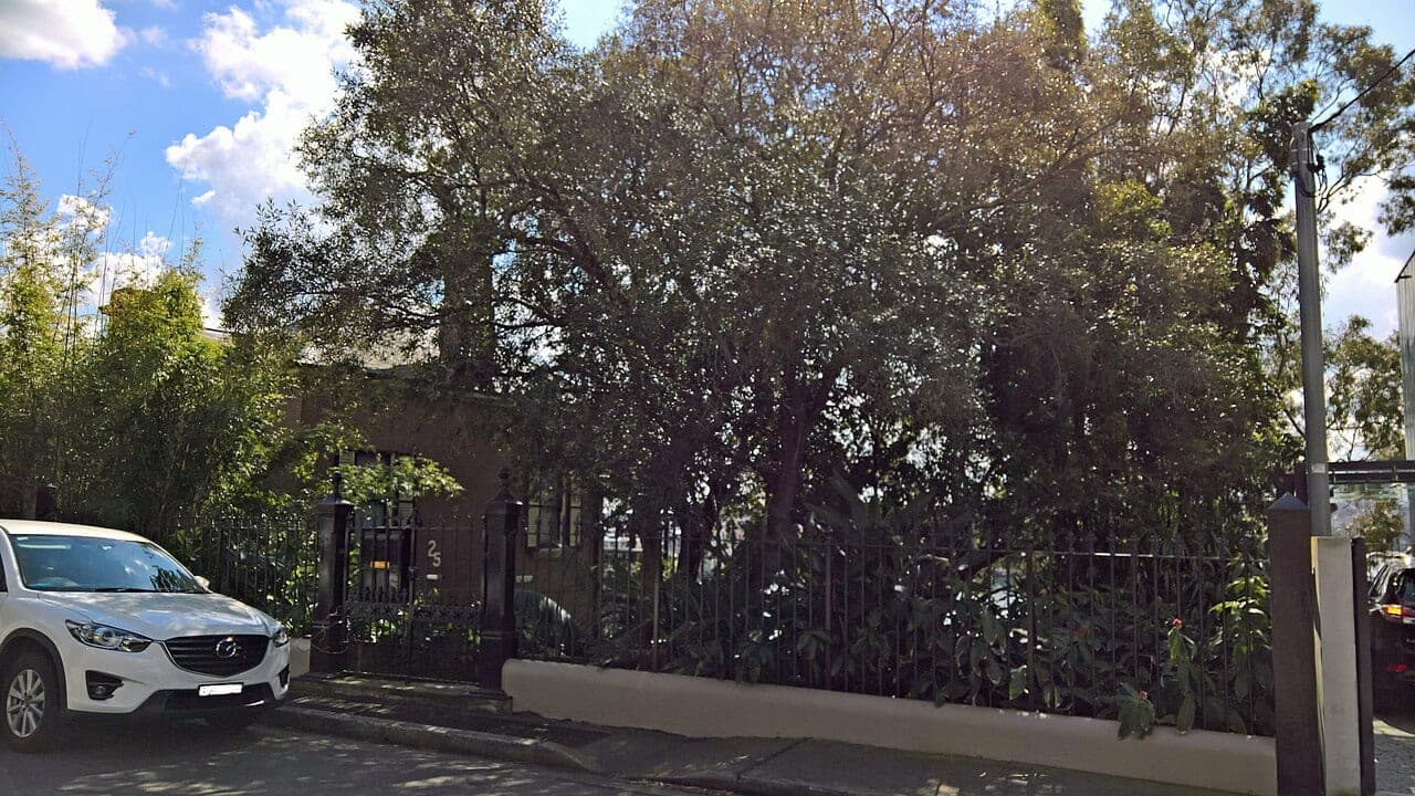 Federation house with a return verandah behind mature trees