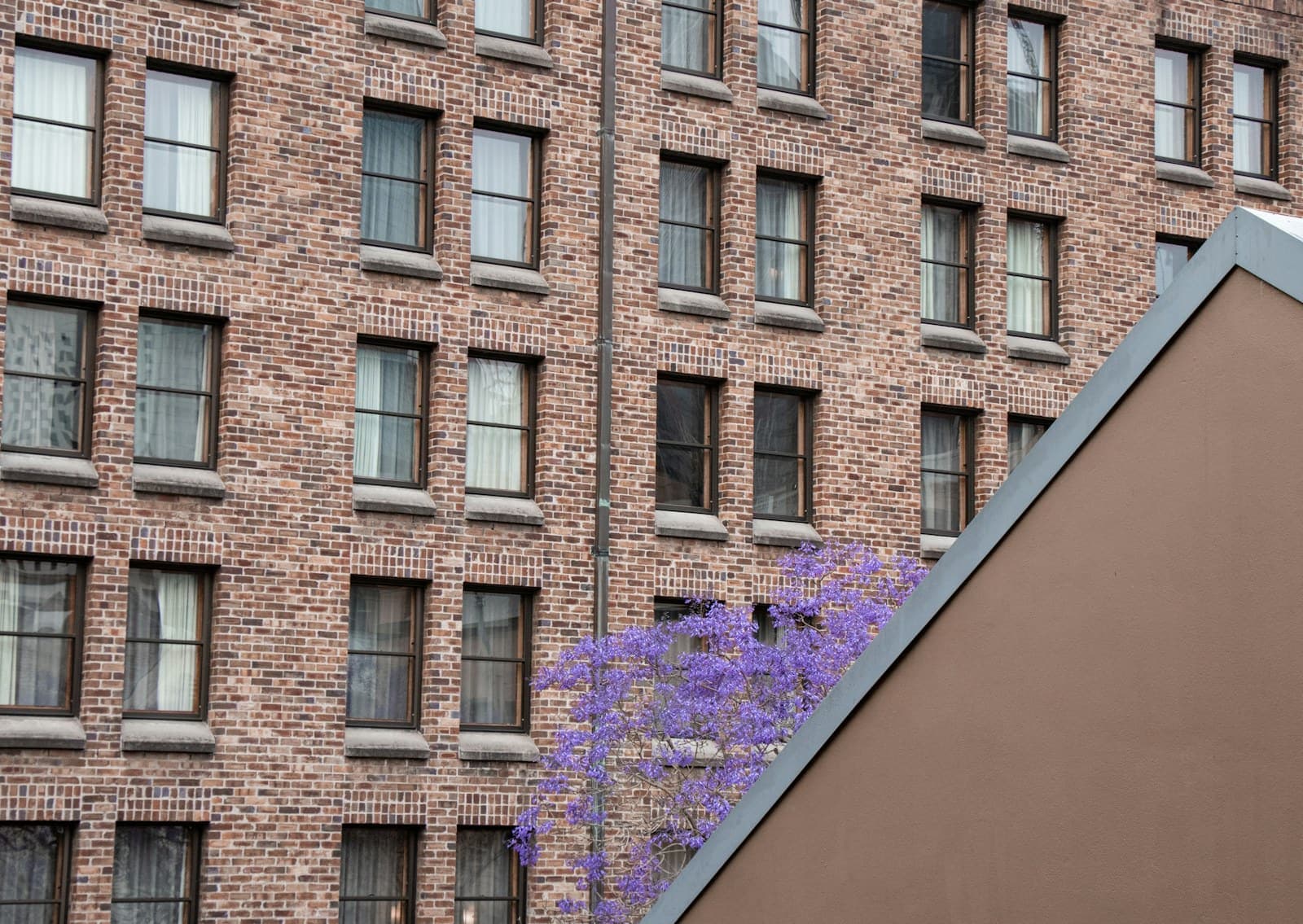 Brick apartment building with a jacaranda in flower